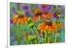 Orange coneflower with backdrop of purple painted tongue.-Darrell Gulin-Framed Photographic Print