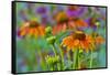 Orange coneflower with backdrop of purple painted tongue.-Darrell Gulin-Framed Stretched Canvas