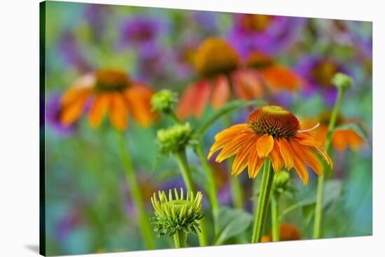 Orange coneflower with backdrop of purple painted tongue.-Darrell Gulin-Stretched Canvas