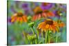 Orange coneflower with backdrop of purple painted tongue.-Darrell Gulin-Stretched Canvas