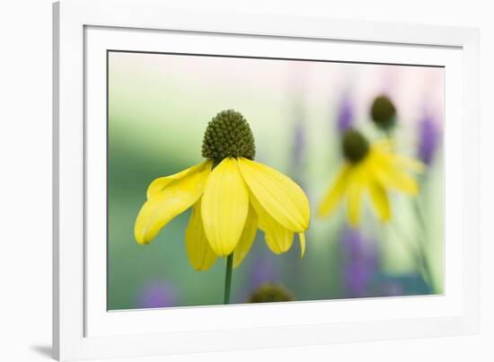 Orange coneflower-Edwin Giesbers-Framed Photographic Print