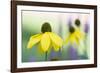 Orange coneflower-Edwin Giesbers-Framed Photographic Print