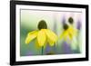 Orange coneflower-Edwin Giesbers-Framed Photographic Print