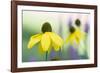 Orange coneflower-Edwin Giesbers-Framed Photographic Print