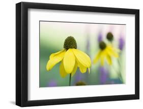 Orange coneflower-Edwin Giesbers-Framed Photographic Print