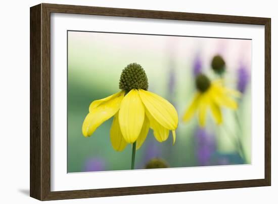 Orange coneflower-Edwin Giesbers-Framed Photographic Print