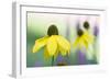 Orange coneflower-Edwin Giesbers-Framed Photographic Print