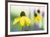 Orange coneflower-Edwin Giesbers-Framed Photographic Print