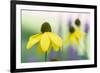 Orange coneflower-Edwin Giesbers-Framed Photographic Print