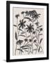 Orange Corn Flower-Beverly Dyer-Framed Art Print