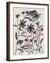 Orange Corn Flower-Beverly Dyer-Framed Art Print