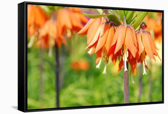 Orange Crown Imperial or Kaiser's Crown (Fritillaria Imperialis) in Spring Garden 'Keukenhof', Holl-dzain-Framed Stretched Canvas