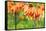 Orange Crown Imperial or Kaiser's Crown (Fritillaria Imperialis) in Spring Garden 'Keukenhof', Holl-dzain-Framed Stretched Canvas