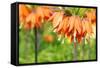 Orange Crown Imperial or Kaiser's Crown (Fritillaria Imperialis) in Spring Garden 'Keukenhof', Holl-dzain-Framed Stretched Canvas