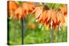 Orange Crown Imperial or Kaiser's Crown (Fritillaria Imperialis) in Spring Garden 'Keukenhof', Holl-dzain-Stretched Canvas