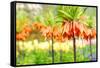 Orange Crown Imperial or Kaiser's Crown (Fritillaria Imperialis) in Spring Garden 'Keukenhof', Holl-dzain-Framed Stretched Canvas