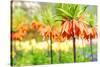 Orange Crown Imperial or Kaiser's Crown (Fritillaria Imperialis) in Spring Garden 'Keukenhof', Holl-dzain-Stretched Canvas