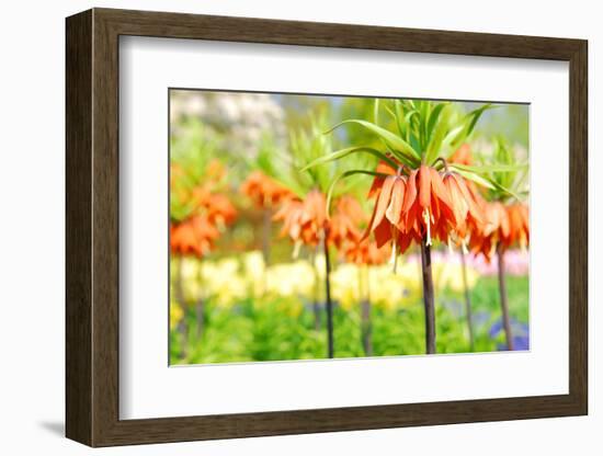 Orange Crown Imperial or Kaiser's Crown (Fritillaria Imperialis) in Spring Garden 'Keukenhof', Holl-dzain-Framed Photographic Print