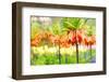 Orange Crown Imperial or Kaiser's Crown (Fritillaria Imperialis) in Spring Garden 'Keukenhof', Holl-dzain-Framed Photographic Print