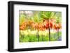 Orange Crown Imperial or Kaiser's Crown (Fritillaria Imperialis) in Spring Garden 'Keukenhof', Holl-dzain-Framed Photographic Print