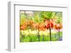 Orange Crown Imperial or Kaiser's Crown (Fritillaria Imperialis) in Spring Garden 'Keukenhof', Holl-dzain-Framed Photographic Print