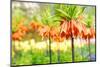 Orange Crown Imperial or Kaiser's Crown (Fritillaria Imperialis) in Spring Garden 'Keukenhof', Holl-dzain-Mounted Photographic Print