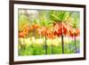 Orange Crown Imperial or Kaiser's Crown (Fritillaria Imperialis) in Spring Garden 'Keukenhof', Holl-dzain-Framed Photographic Print