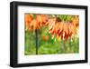 Orange Crown Imperial or Kaiser's Crown (Fritillaria Imperialis) in Spring Garden 'Keukenhof', Holl-dzain-Framed Photographic Print