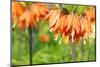 Orange Crown Imperial or Kaiser's Crown (Fritillaria Imperialis) in Spring Garden 'Keukenhof', Holl-dzain-Mounted Photographic Print