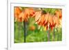 Orange Crown Imperial or Kaiser's Crown (Fritillaria Imperialis) in Spring Garden 'Keukenhof', Holl-dzain-Framed Photographic Print