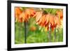 Orange Crown Imperial or Kaiser's Crown (Fritillaria Imperialis) in Spring Garden 'Keukenhof', Holl-dzain-Framed Photographic Print