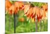 Orange Crown Imperial or Kaiser's Crown (Fritillaria Imperialis) in Spring Garden 'Keukenhof', Holl-dzain-Mounted Photographic Print