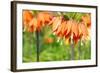 Orange Crown Imperial or Kaiser's Crown (Fritillaria Imperialis) in Spring Garden 'Keukenhof', Holl-dzain-Framed Photographic Print