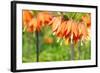 Orange Crown Imperial or Kaiser's Crown (Fritillaria Imperialis) in Spring Garden 'Keukenhof', Holl-dzain-Framed Photographic Print