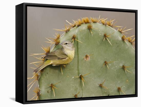 Orange-Crowned Warbler, Texas, USA-Larry Ditto-Framed Stretched Canvas
