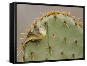 Orange-Crowned Warbler, Texas, USA-Larry Ditto-Framed Stretched Canvas