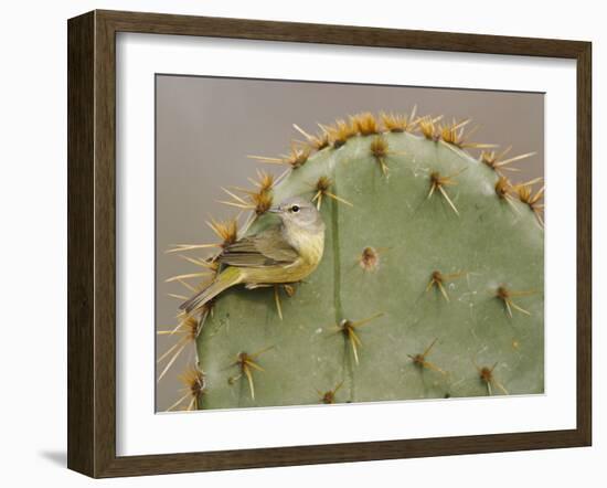 Orange-Crowned Warbler, Texas, USA-Larry Ditto-Framed Premium Photographic Print