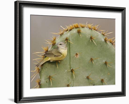 Orange-Crowned Warbler, Texas, USA-Larry Ditto-Framed Photographic Print
