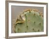 Orange-Crowned Warbler, Texas, USA-Larry Ditto-Framed Photographic Print