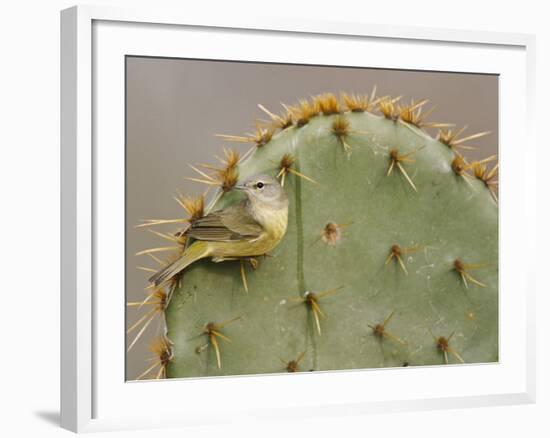 Orange-Crowned Warbler, Texas, USA-Larry Ditto-Framed Photographic Print