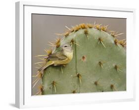 Orange-Crowned Warbler, Texas, USA-Larry Ditto-Framed Photographic Print