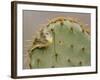 Orange-Crowned Warbler, Texas, USA-Larry Ditto-Framed Photographic Print