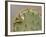 Orange-Crowned Warbler, Texas, USA-Larry Ditto-Framed Photographic Print