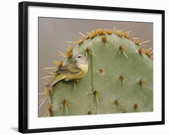 Orange-Crowned Warbler, Texas, USA-Larry Ditto-Framed Photographic Print