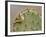 Orange-Crowned Warbler, Texas, USA-Larry Ditto-Framed Photographic Print