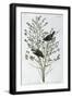 Black Frame