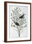 Brown Frame