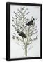 Essential Black