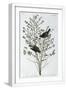 White Frame