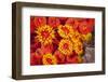 Orange cup coral, Malpelo Island  National Park, Colombia, East Pacific Ocean-Franco Banfi-Framed Photographic Print